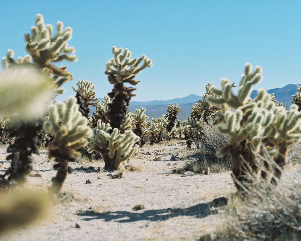 A scenic view of Nevada's desert landscape showcasing extreme heat conditions — Nevada weather car insurance rates