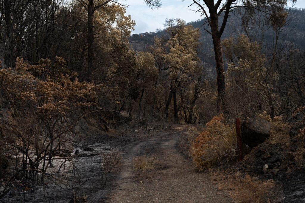 Photo of a wildfire in Nevada and its aftermath — Nevada weather car insurance rates